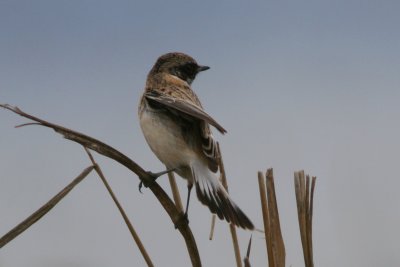 Eastern or Caspian Stonechat - Saxicola (maurus) variegatus