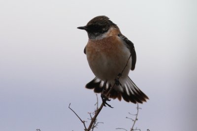 Eastern or Caspian Stonechat - Saxicola (maurus) variegatus