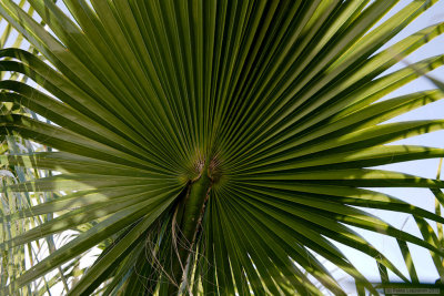 Under the palm
