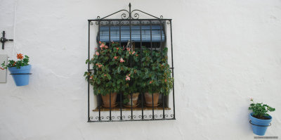 Flowers and a window