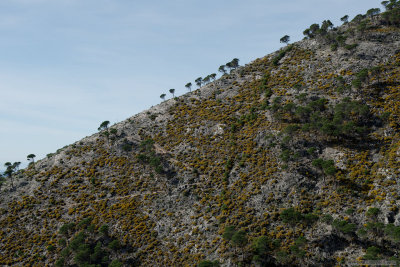 Pines on hillside