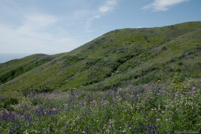 Just hills and flowers