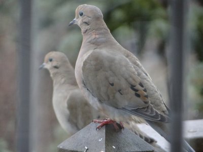 Winter visitors 2013