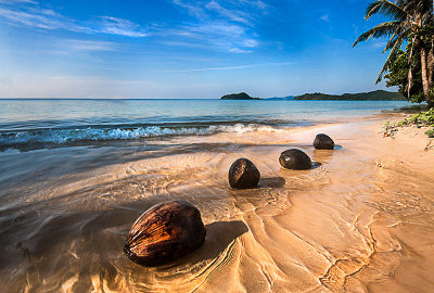 coconuts on Ko Mak