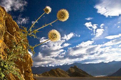 Thistles & Tsemo