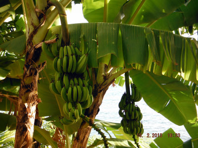 Bananas next to our room