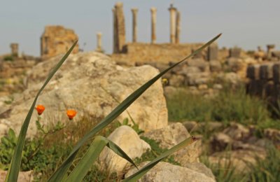 Flowers amid the ruins