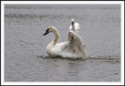 Male mute swan splashing!