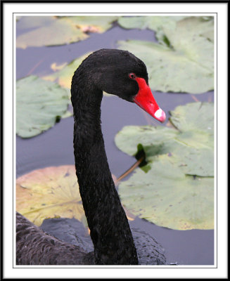 Black Swan portrait!