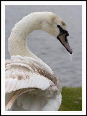 Jeuvenile female mute swan preening!