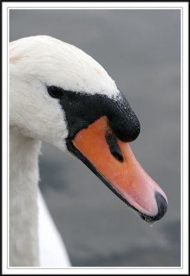 Male Mute swan portrait!