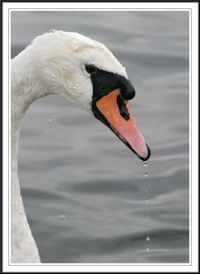 Female Mute swan portrait!