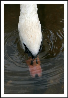 Swan fishing!