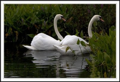 Pair of Mute swans looking for food!.