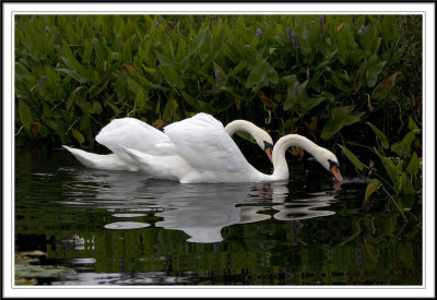 Pair of Mute swans feeding!