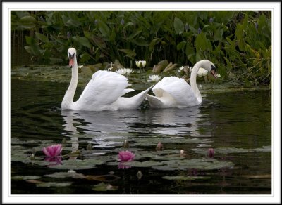 Pair of Mute swans mirrored amongst the lilies!