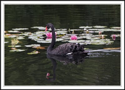 Male jeuvenile Black swan and reflection amonst the lilies!