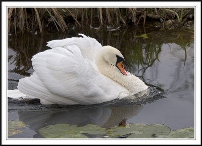 Male Mute swan surging through the water after another male!