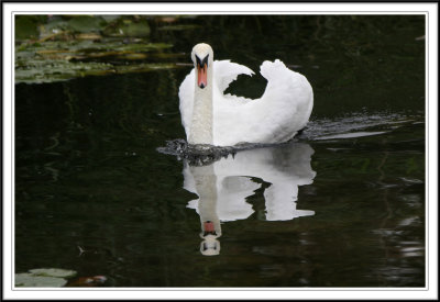 Male Mute defending his territory!