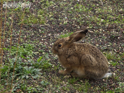 Garden Visitor