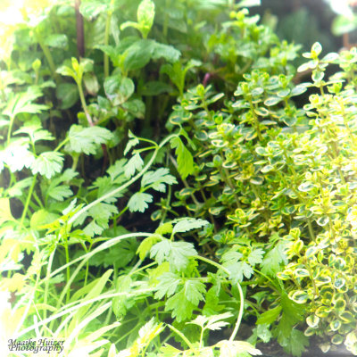 27 - Mint, Coriander and Thyme