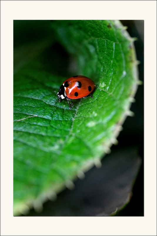 Le plus gros spot du jardin