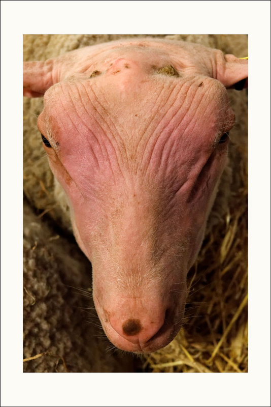 Au fil des salons de l'agriculture