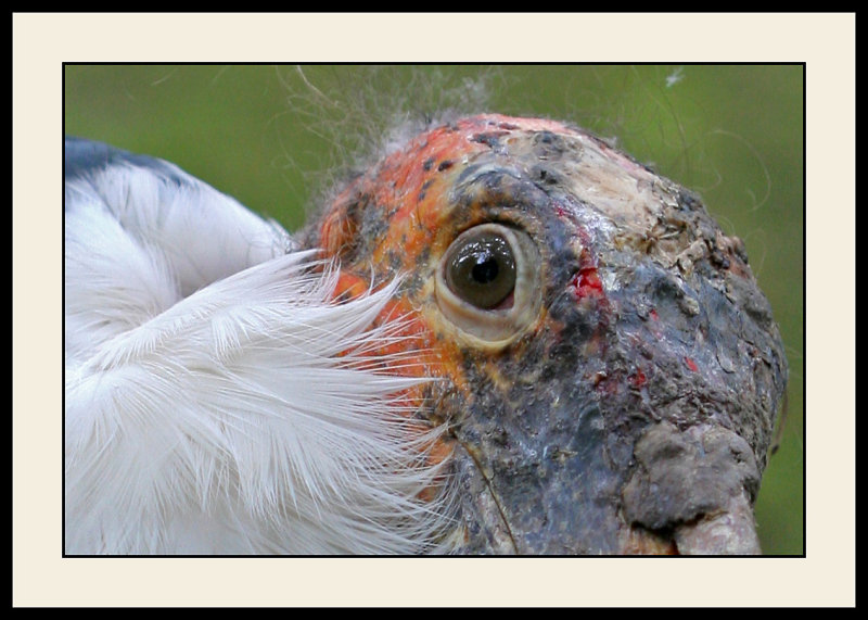 Zoo de BeauvalRecadrage