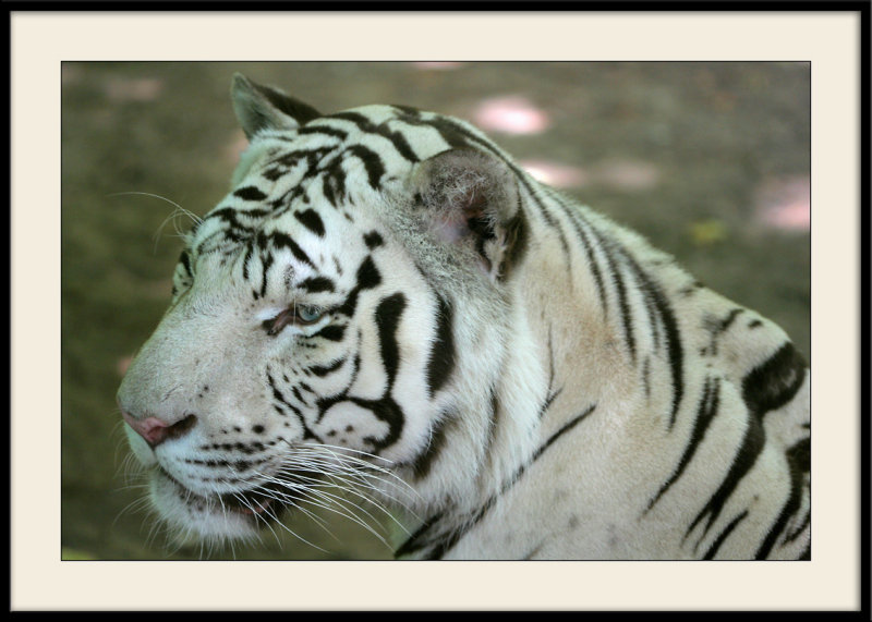 Zoo de BeauvalTigre Blanc