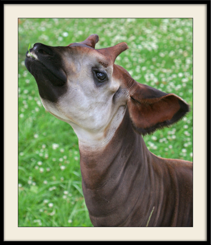 Zoo de BeauvalOkapi