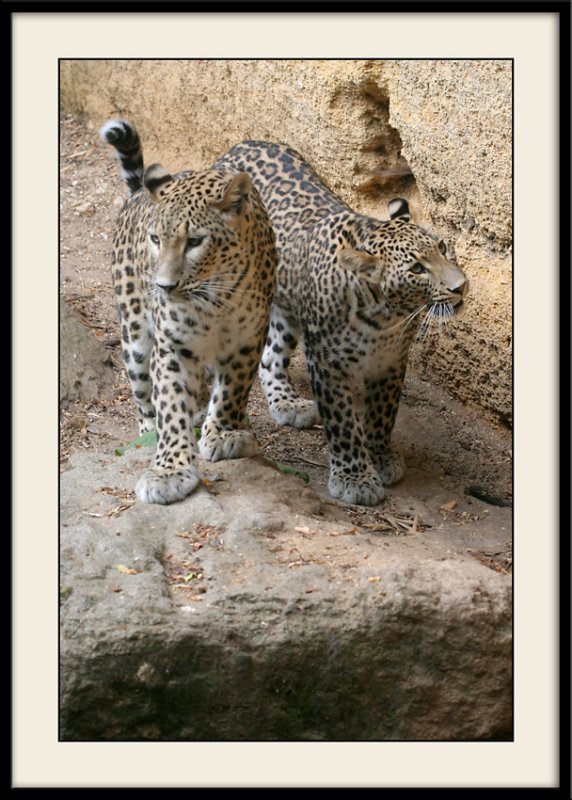 Zoo de DouCouple de lopards de Perse(Frre et soeur) 