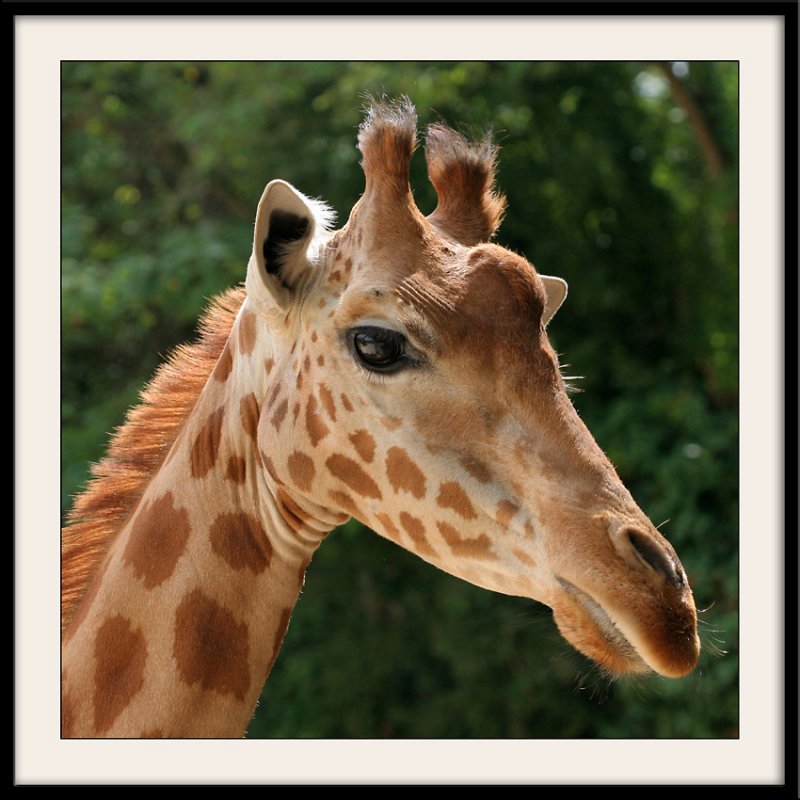 Zoo de DouPortrait