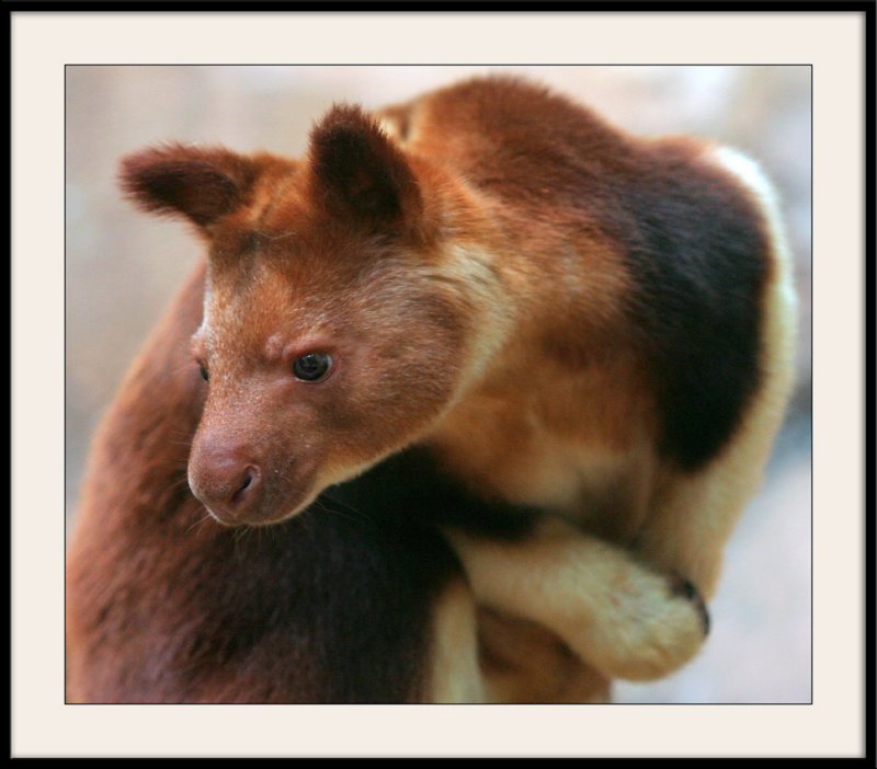 Zoo de BeauvalDendrolague