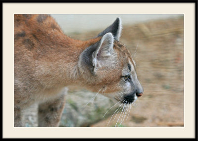 Zoo de Beauval</br>Puma de 4 mois
