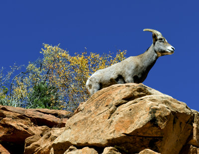 Desert Big Horn Sheep, Zion National Park, UT