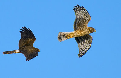 A male Northern Harrier Hawk chasing a female