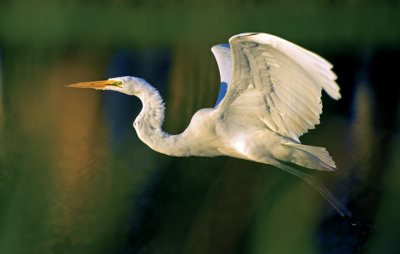 Great Egret, Boca Raton, FL