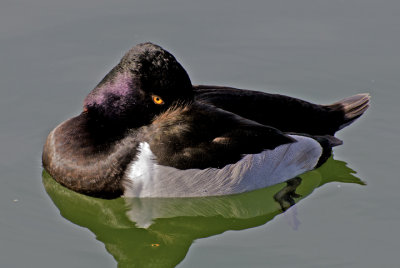 Ring-necked Duck getting ready for a snooze, Gilbert Riparian Preserve, Gilberet, AZ
