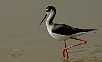 Black-necked Stilt, Gilbert Riparian Preserve, Gilbert, AZ