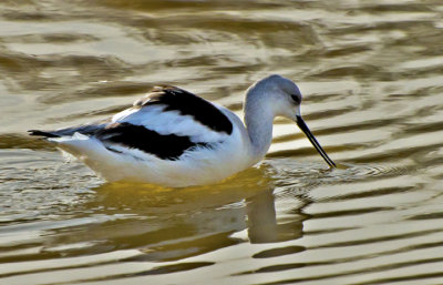 American Avocet, Gilbert Riparian Preserve, Gilbert, AZ