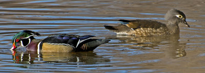 Wood duck pair, Cornville, AZ