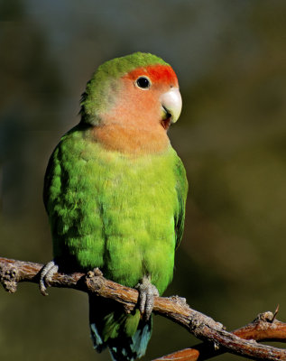 Peach-faced Lovebird, Gilbert Riparian Preserve, AZ