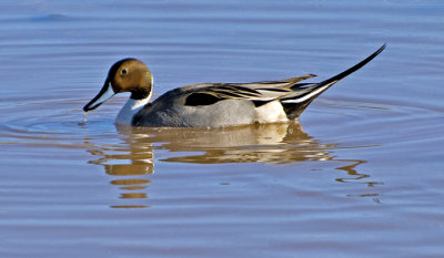 Northern Pintail, Gilbert Riparian Preserve, AZ