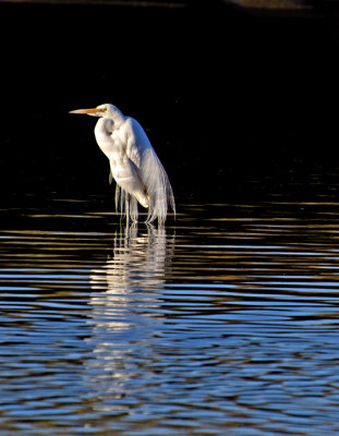 Great Egret in breeding plumage, Gilbert Riparian Preserve, AZ