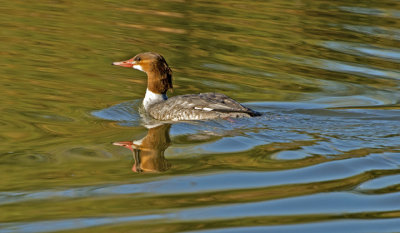 Common Merganser, Gilbert Riparian Preserve, AZ