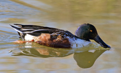 Northern Shoveler, Gilbert Riparian Reserve, AZ