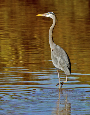 Great Blue Heron, Gilbert Riparian Preserve, AZ