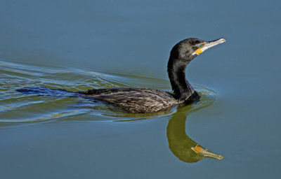 Neotropic Cormorant, Gilbert Riparian Preserve, AZ