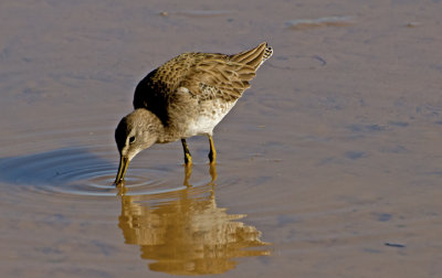 Long-billed Dowitcher, Gilbert Riparian Preserve, AZ