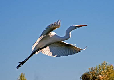Great Egret in flight, Gilbert Riparian Preserve, AZ